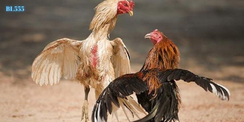 Trực tiếp những trận đá gà gay cấn và kịch tính