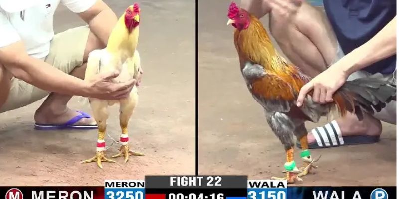  Nhiều thể loại đá gà cho người chơi có thể lựa chọn