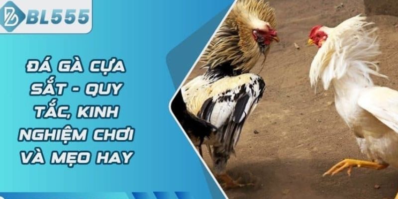  Đá gà cửa sắt được anh em đặt cược nhiều nhất