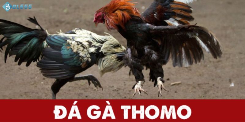 đá gà thomo bl555