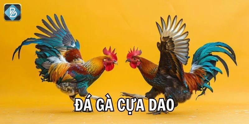 Sơ lược về đá gà cựa dao BL555.