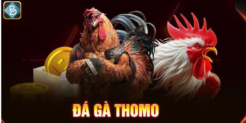 Sơ lược về đá gà thomo tại nhà cái BL555.